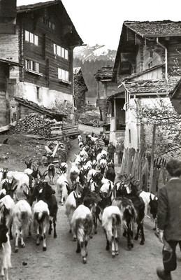 Chèvres à Fiesch par Gyger (Klopfenstein ?)