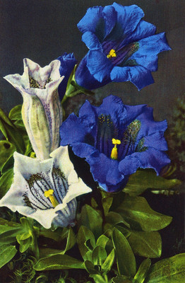 Gentiane de Koch, gentiana Kochiana, par Emanuel Gyger