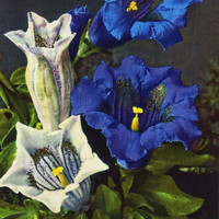Gentiane de Koch, gentiana Kochiana, par Emanuel Gyger