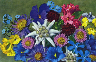 Fleurs des Alpes par Gyger