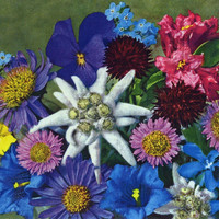 Fleurs des Alpes par Gyger