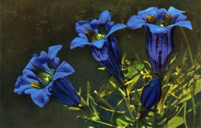 Gentiane de Koch, gentiana Kochiana par Gyger