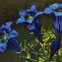 Gentiane de Koch, gentiana Kochiana par Gyger