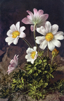 Anémone fraise, anémone baldensis, par Gyger