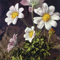 Anémone fraise, anémone baldensis, par Gyger