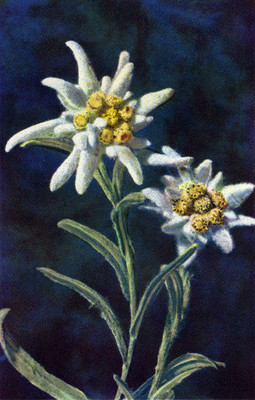 Edelweiss, Leontopodium alpinum, par Gyger