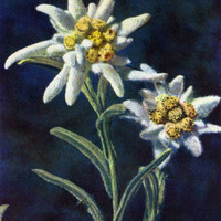 Edelweiss, Leontopodium alpinum, par Gyger