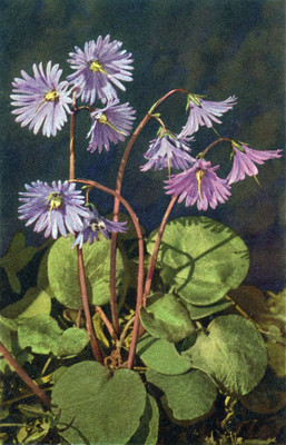Soldanelle, soldanella alpina par Gyger