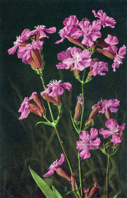 Viscaire, lychnis viscaria, par Gyger