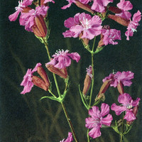 Viscaire, lychnis viscaria, par Gyger