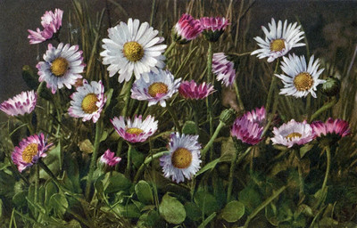 Pâquerettes, bellis perennis, par Gyger
