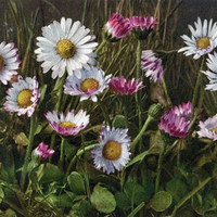 Pâquerettes, bellis perennis, par Gyger