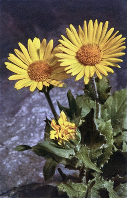Doronique à grandes fleurs, doronicum grandiflorum, par Gyger
