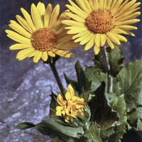 Doronique à grandes fleurs, doronicum grandiflorum, par Gyger