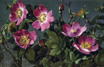 Rose sauvage , rosa alpina, par gyger
