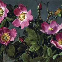Rose sauvage , rosa alpina, par gyger