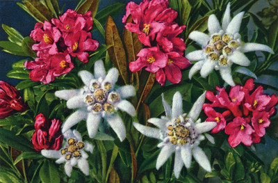 Rhododendron et Edelweiss par Gyger
