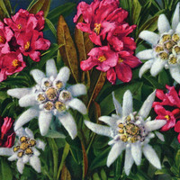 Rhododendron et Edelweiss par Gyger