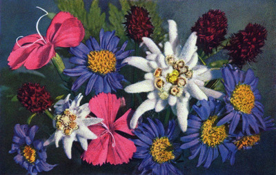 Fleurs des Alpes par Gyger