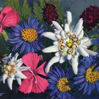 Fleurs des Alpes par Gyger