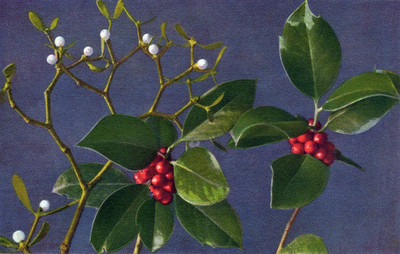 Gui, viscum album, Laurier-cerise, Prunus Lauroceranus par Gyger