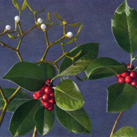 Gui, viscum album, Laurier-cerise, Prunus Lauroceranus par Gyger