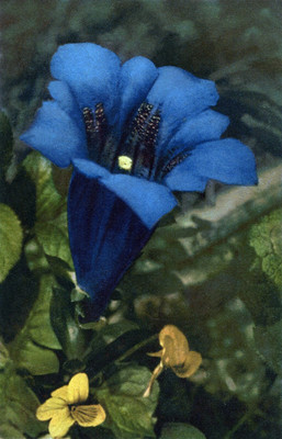 Gentiana Acaulis par Gyger