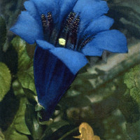 Gentiana Acaulis par Gyger
