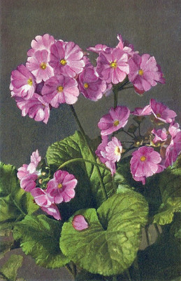 Primevère obconique, Primula obconica par Gyger