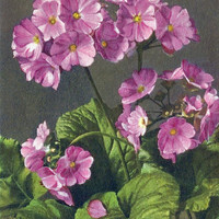 Primevère obconique, Primula obconica par Gyger
