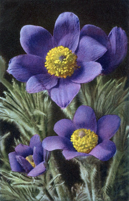 Anémone pulsatilla par Gyger