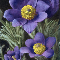 Anémone pulsatilla par Gyger