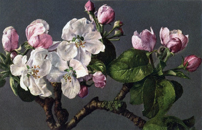 Fleurs de pommier par Gyger