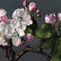 Fleurs de pommier par Gyger
