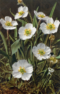 Renoncule des Pyrénées, Ranunculus pyrenaeus par Gyger