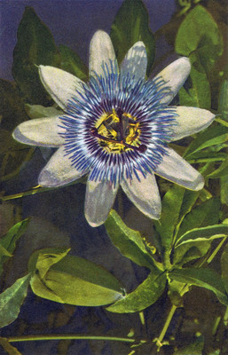 Passiflore, Passiflora coeruela par Gyger