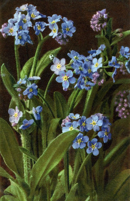 Myosotis, myosotis alpestris par Gyger