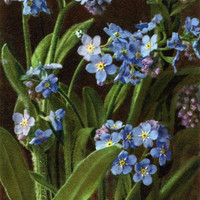 Myosotis, myosotis alpestris par Gyger