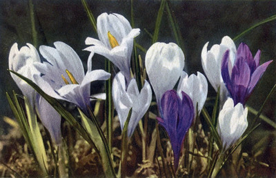 Crocus vernus par Gyger