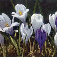 Crocus vernus par Gyger