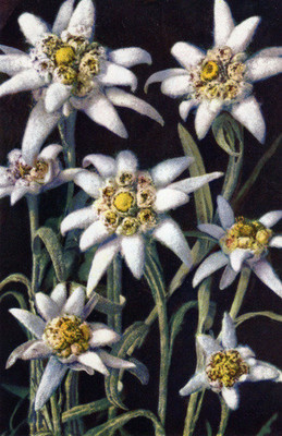 Edelweiss par Gyger