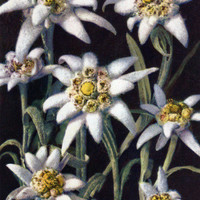 Edelweiss par Gyger