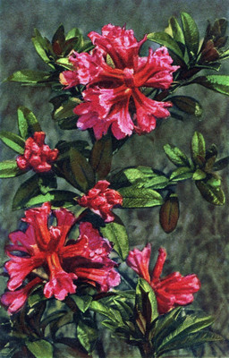 Rhododendron ferrugineum par Gyger