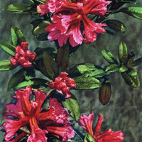 Rhododendron ferrugineum par Gyger