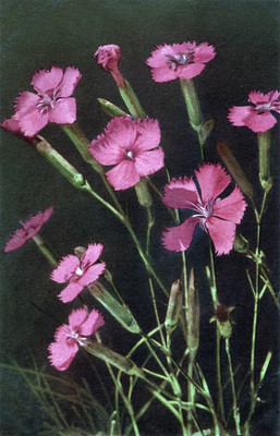 Oeillet des forêts, Dianthus silvester par Gyger