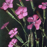 Oeillet des forêts, Dianthus silvester par Gyger