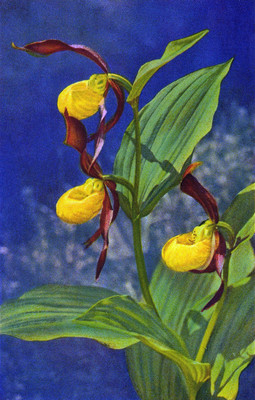 Sabot de Vénus, cypripedium calceolus par Gyger