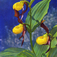 Sabot de Vénus, cypripedium calceolus par Gyger