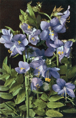 Échelle de Jacob, Polemonium coeruleum par Gyger