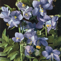 Échelle de Jacob, Polemonium coeruleum par Gyger